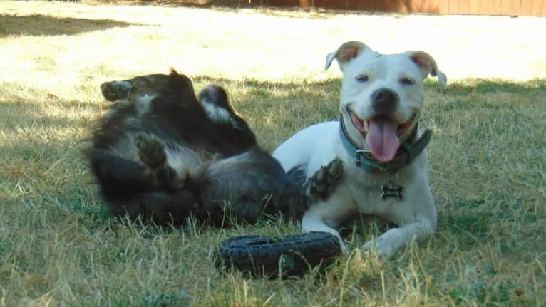 Dejah, an American Pit Bull Terrier and American Staffordshire Terrier mix tested with EmbarkVet.com