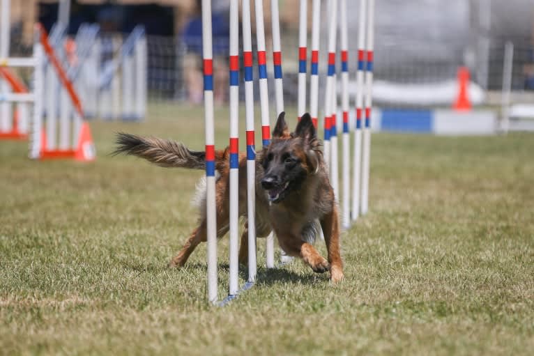 Rush, a Belgian Shepherd tested with EmbarkVet.com