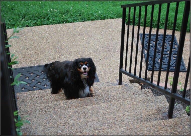 Barkley Valentine, a Cavalier King Charles Spaniel tested with EmbarkVet.com