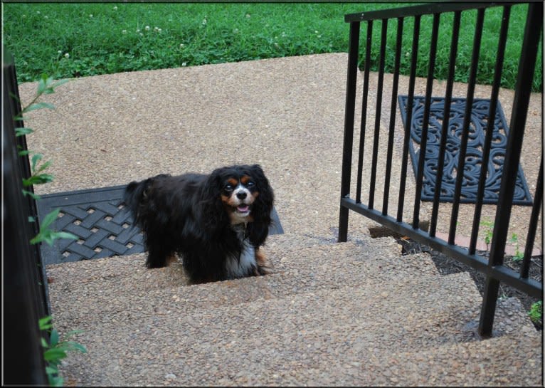 Barkley Valentine, a Cavalier King Charles Spaniel tested with EmbarkVet.com