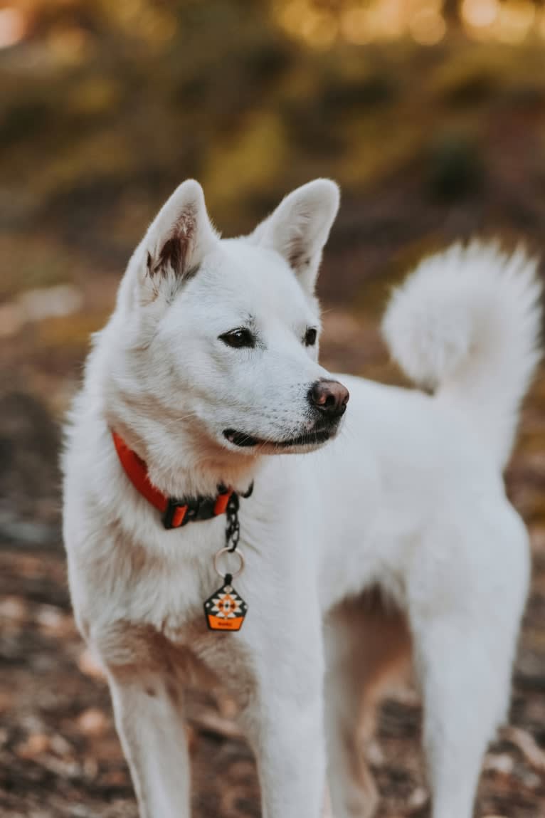 Nuru, a Japanese or Korean Village Dog and Jindo mix tested with EmbarkVet.com