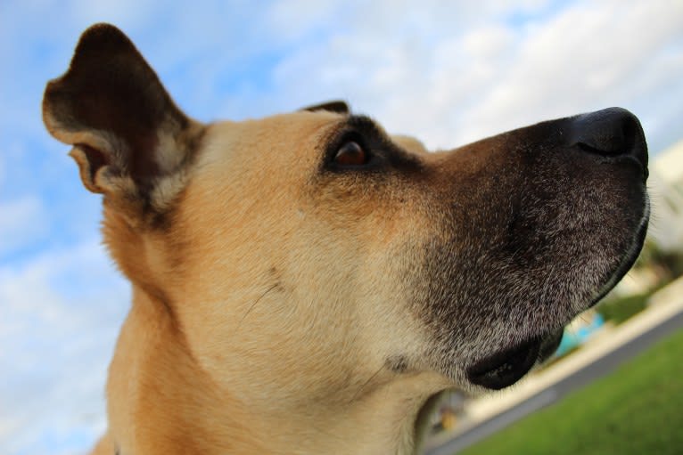 Victor, a Chow Chow and American Pit Bull Terrier mix tested with EmbarkVet.com