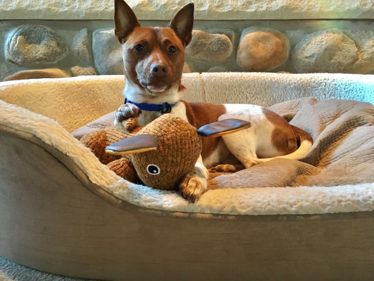 Topi, a Rat Terrier and Chihuahua mix tested with EmbarkVet.com