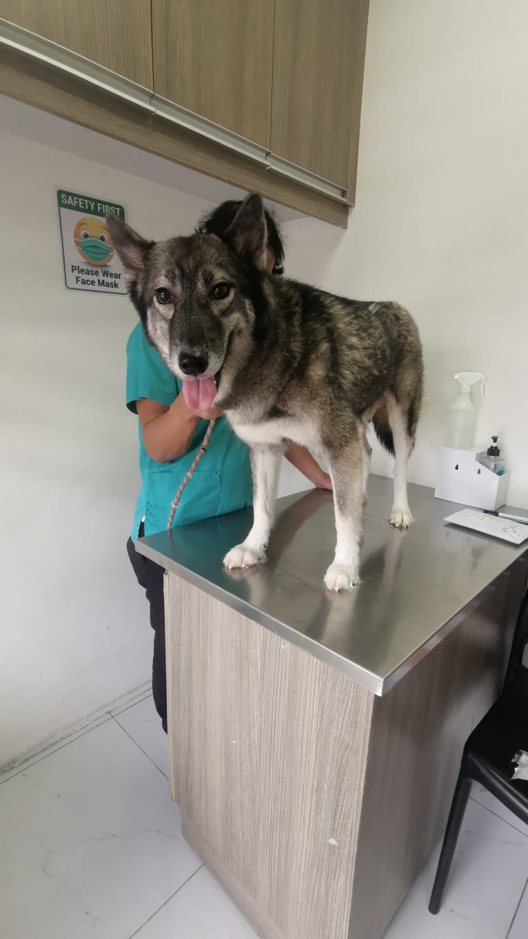 Beauty, a Siberian Husky tested with EmbarkVet.com