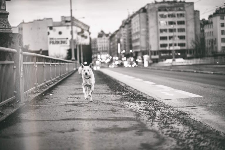 Calaf Storytelling, a Canaan Dog tested with EmbarkVet.com