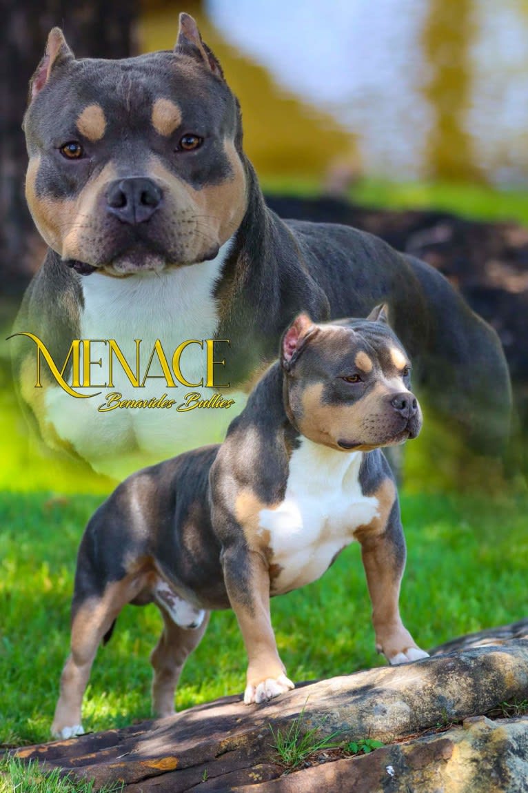 MENACE OF BENAVIDES BULLIES, an American Bully tested with EmbarkVet.com