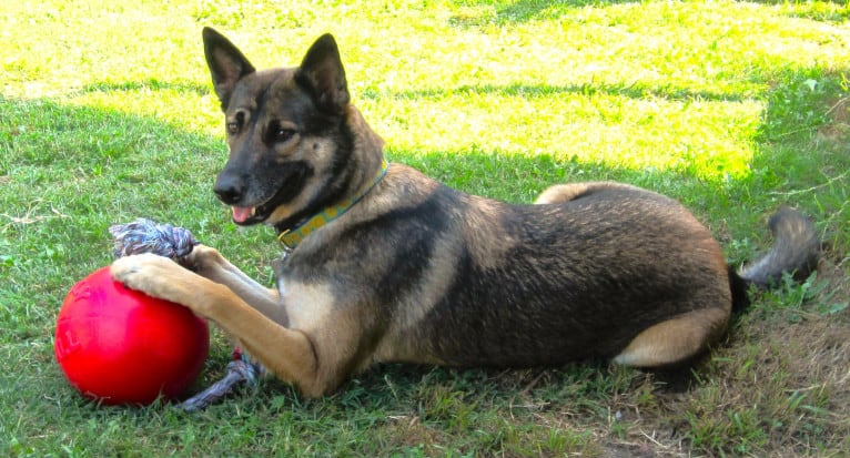 Halo, a Belgian Malinois and Siberian Husky mix tested with EmbarkVet.com