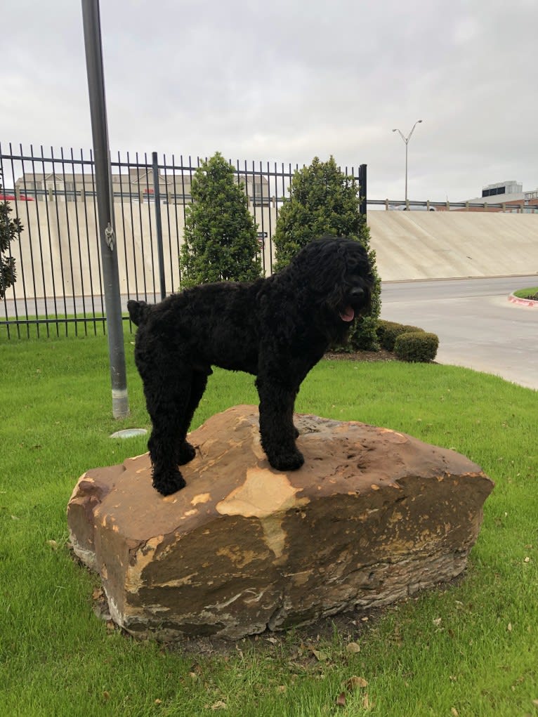 Midnightsolo Liam Blanton, a Black Russian Terrier tested with EmbarkVet.com