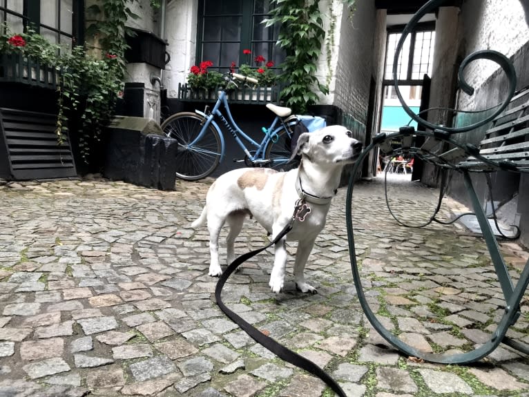 Patti, an Eastern European Village Dog tested with EmbarkVet.com