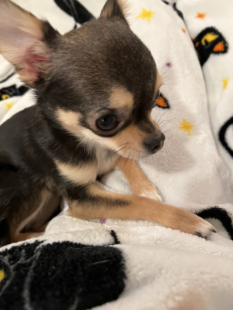 Alli-Mae, a Chihuahua tested with EmbarkVet.com