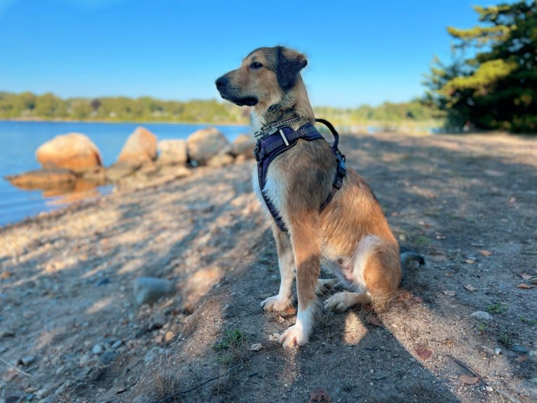 Callie, an English Shepherd and Great Pyrenees mix tested with EmbarkVet.com