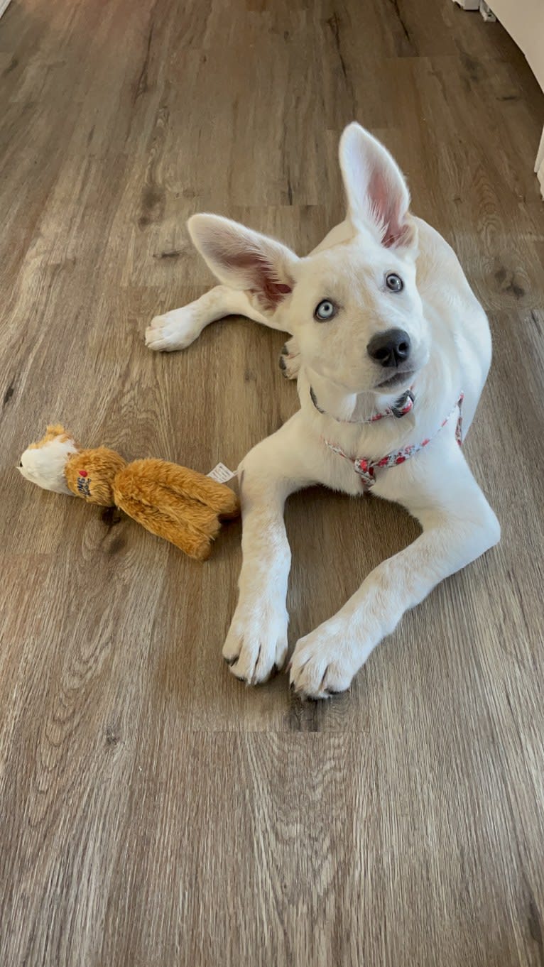 Princess Luna Rose, an Australian Cattle Dog and Siberian Husky mix tested with EmbarkVet.com