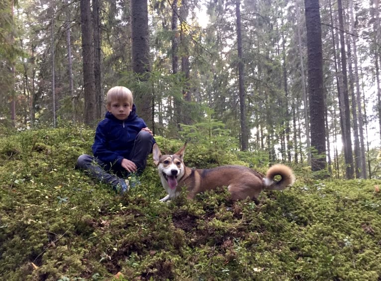 Bella, an Eastern European Village Dog tested with EmbarkVet.com