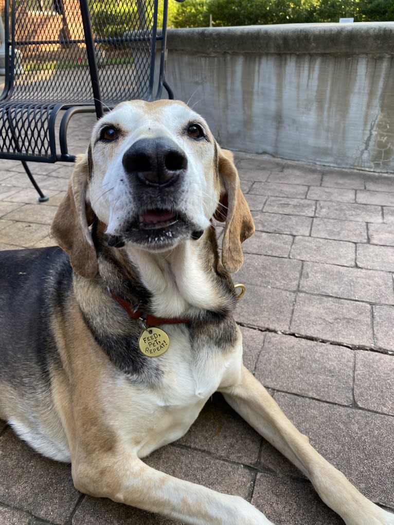 Ed, an American Leopard Hound tested with EmbarkVet.com