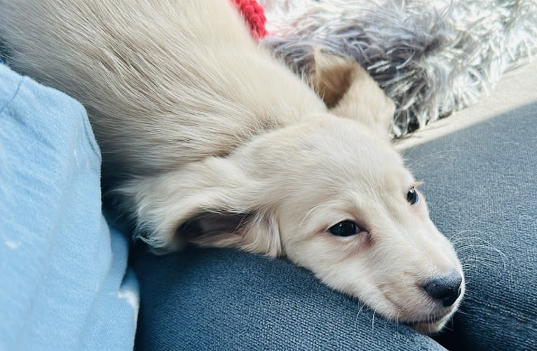 Amadeus, a Dachshund tested with EmbarkVet.com