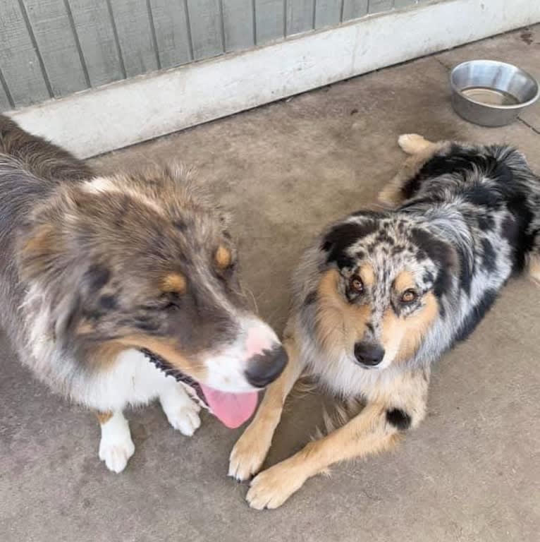 Dodge, an Australian Shepherd tested with EmbarkVet.com