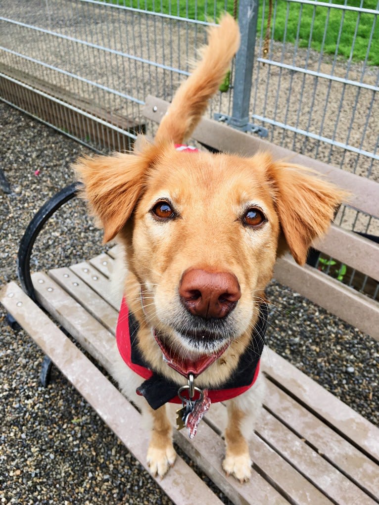 Tate, a Southeast Asian Village Dog tested with EmbarkVet.com