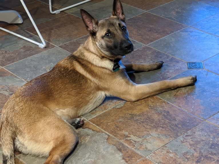 Echo, a German Shepherd Dog and Australian Cattle Dog mix tested with EmbarkVet.com