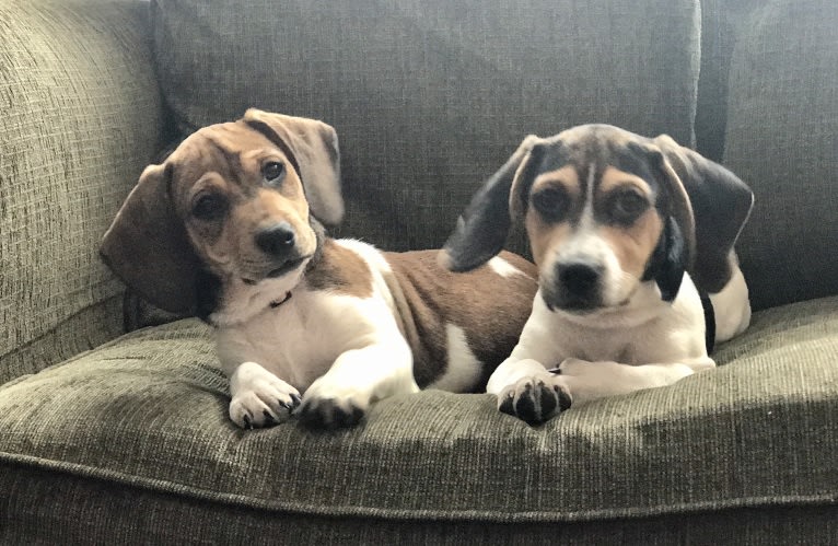 Bandit, a Treeing Walker Coonhound and Beagle mix tested with EmbarkVet.com