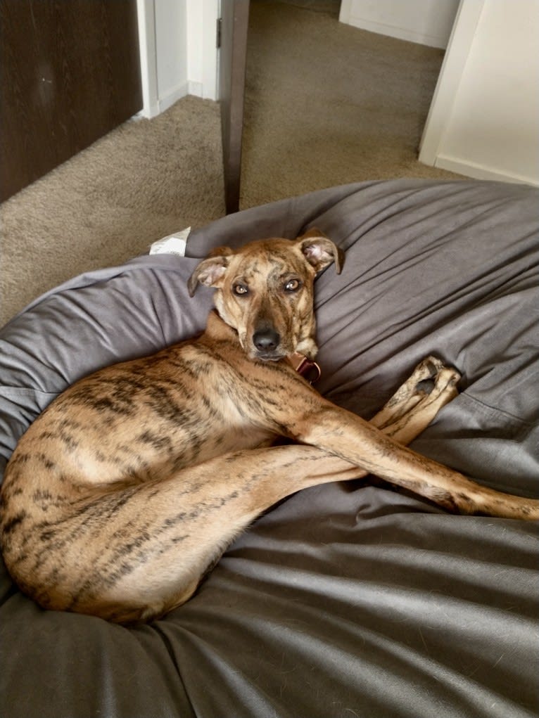 Lyza, a Catahoula Leopard Dog and American Pit Bull Terrier mix tested with EmbarkVet.com