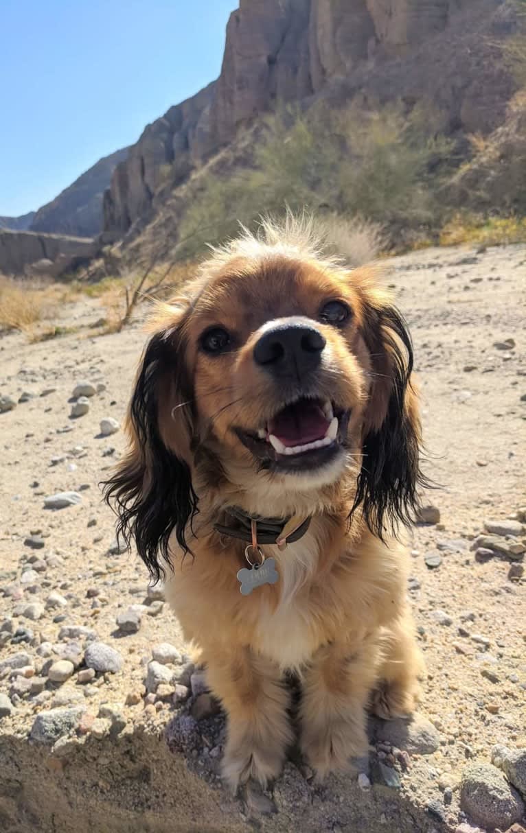 Louie Lumière Scott, a Cocker Spaniel and Pomeranian mix tested with EmbarkVet.com