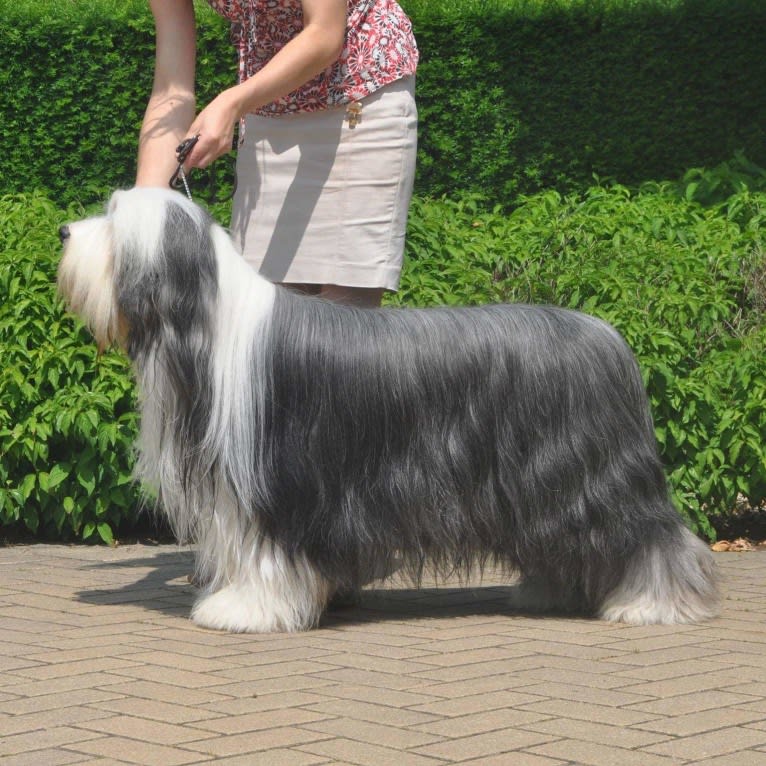 Ghost, a Bearded Collie tested with EmbarkVet.com