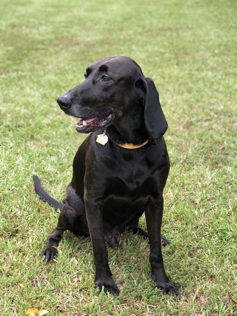 Tucker, a Labrador Retriever and Redbone Coonhound mix tested with EmbarkVet.com