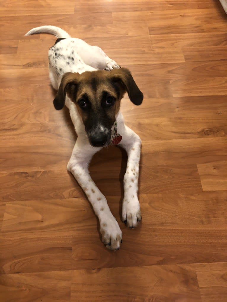 Zoe, a Labrador Retriever and American Foxhound mix tested with EmbarkVet.com