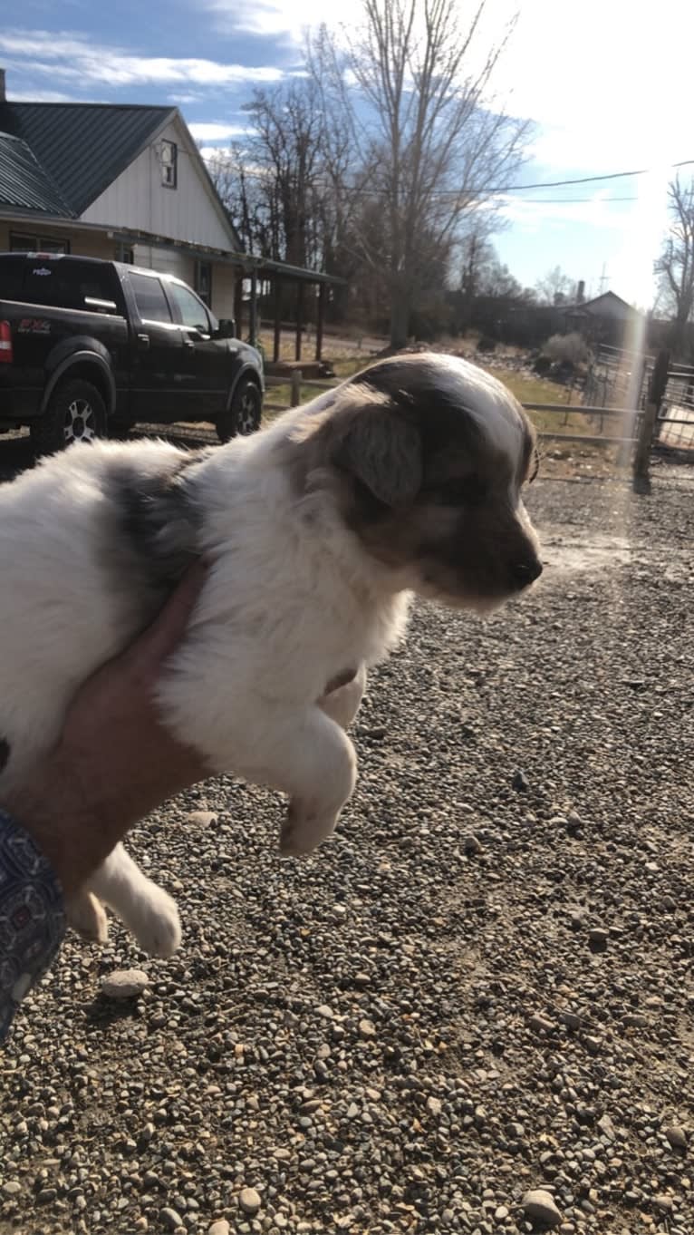 Buddy, an Australian Shepherd and Miniature/MAS-type Australian Shepherd mix tested with EmbarkVet.com