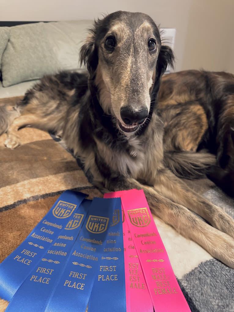 Pocus, a Silken Windhound tested with EmbarkVet.com