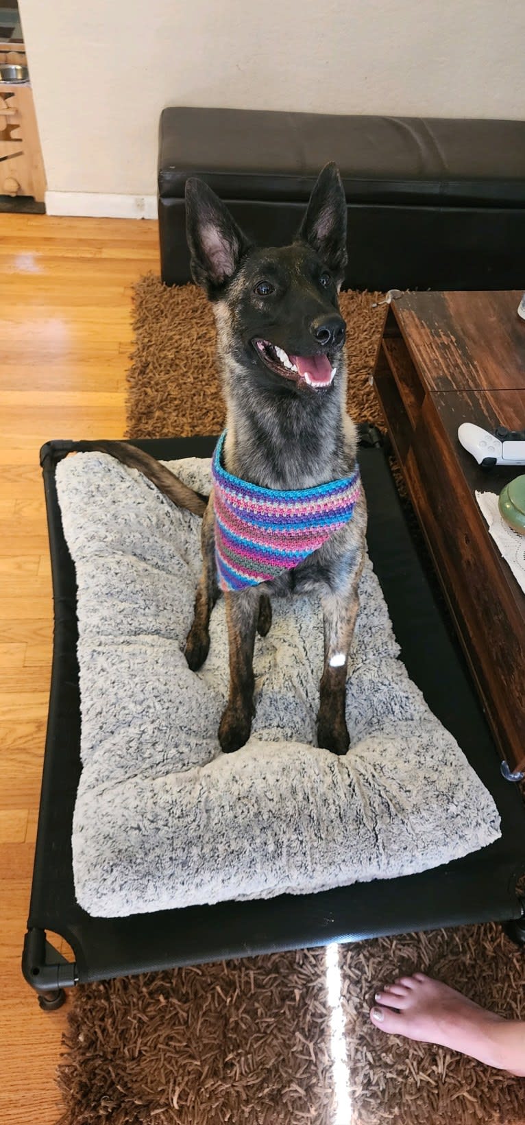 Ripley, a Dutch Shepherd tested with EmbarkVet.com