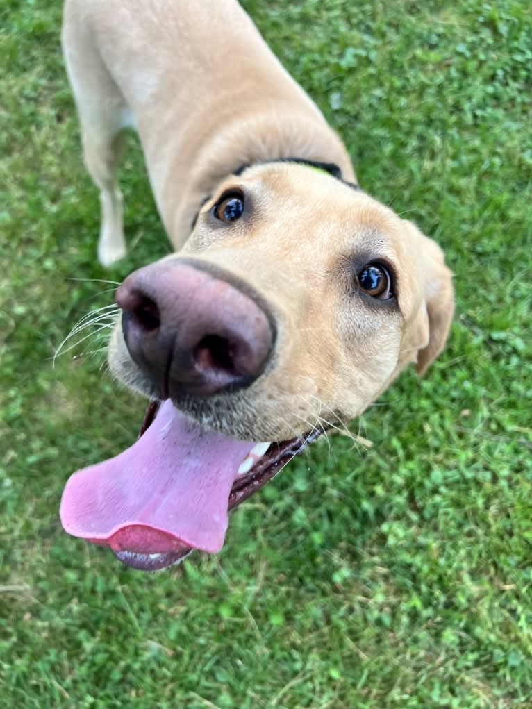 Ziggy, a Labrador Retriever tested with EmbarkVet.com