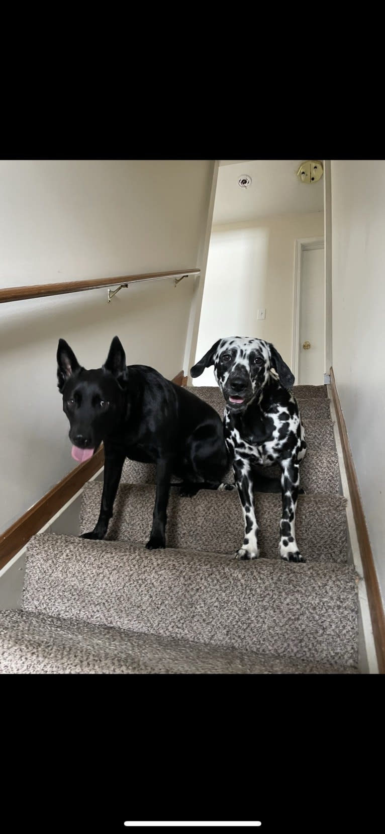 Pepper Mehta, a Dalmatian tested with EmbarkVet.com