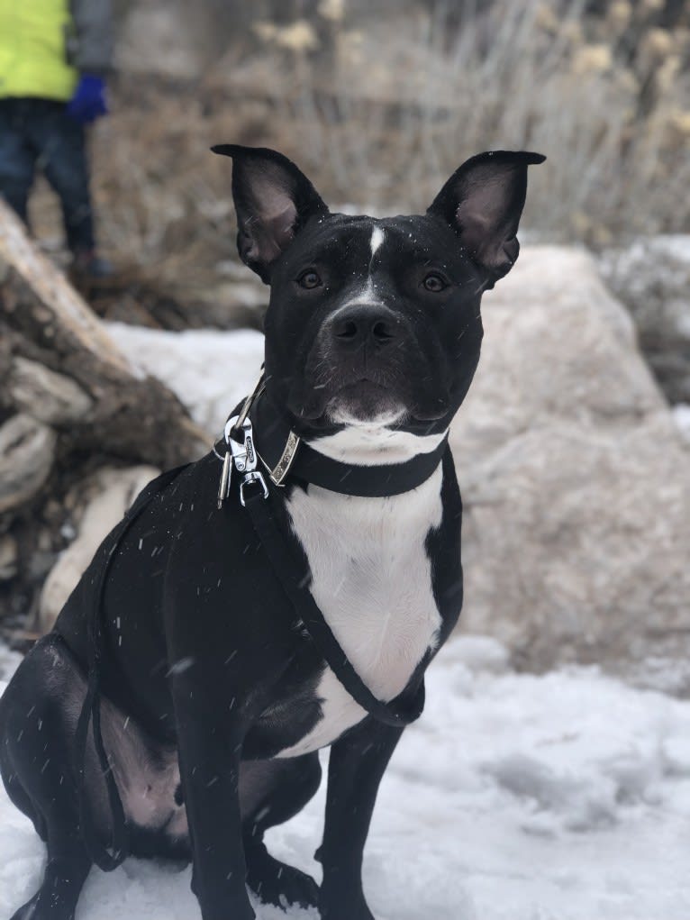 Mickey, an American Bully tested with EmbarkVet.com