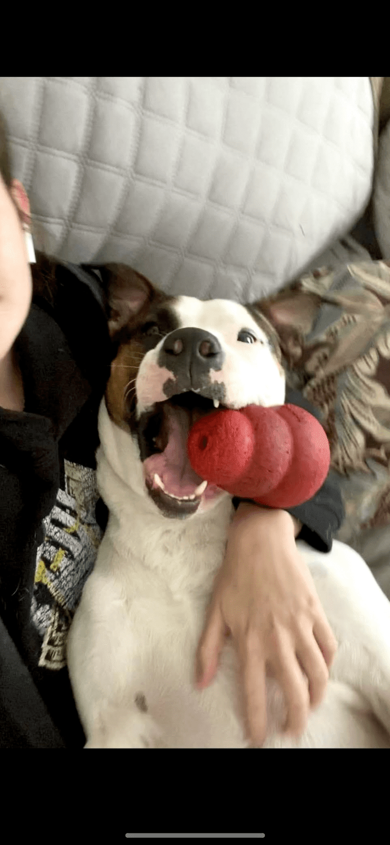 Dozer, an American Pit Bull Terrier and American Staffordshire Terrier mix tested with EmbarkVet.com