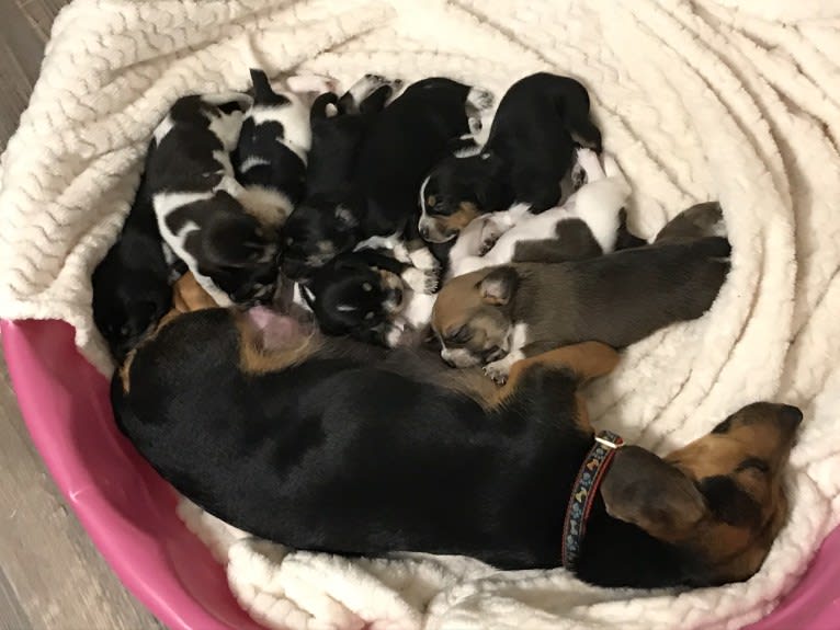 Bandit, a Treeing Walker Coonhound and Beagle mix tested with EmbarkVet.com