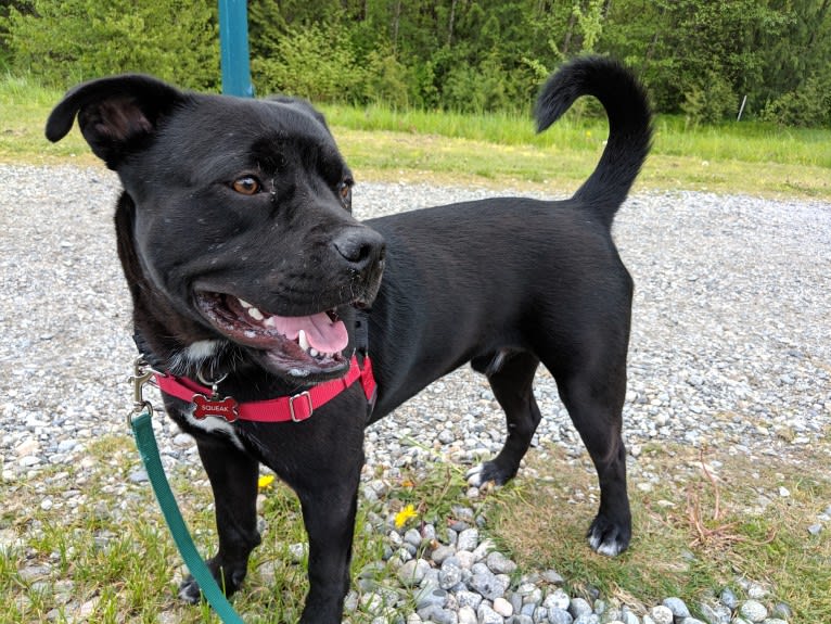 Squeak, an American Bully and American Pit Bull Terrier mix tested with EmbarkVet.com