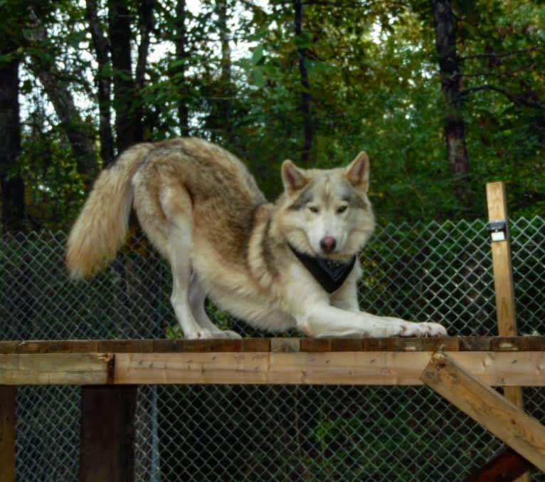 Wolfito a dog tested with EmbarkVet.com