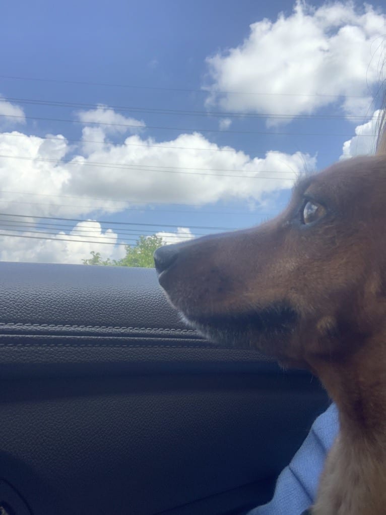 Preston, a Miniature Pinscher and Dachshund mix tested with EmbarkVet.com