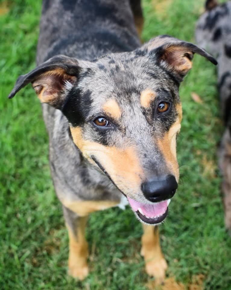 Dude, an Australian Cattle Dog and Catahoula Leopard Dog mix tested with EmbarkVet.com