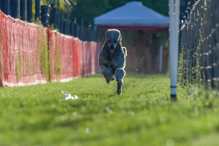 Todd, a Poodle (Standard) tested with EmbarkVet.com