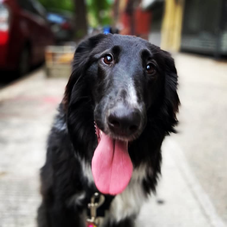 Rio, a Collie and German Shepherd Dog mix tested with EmbarkVet.com