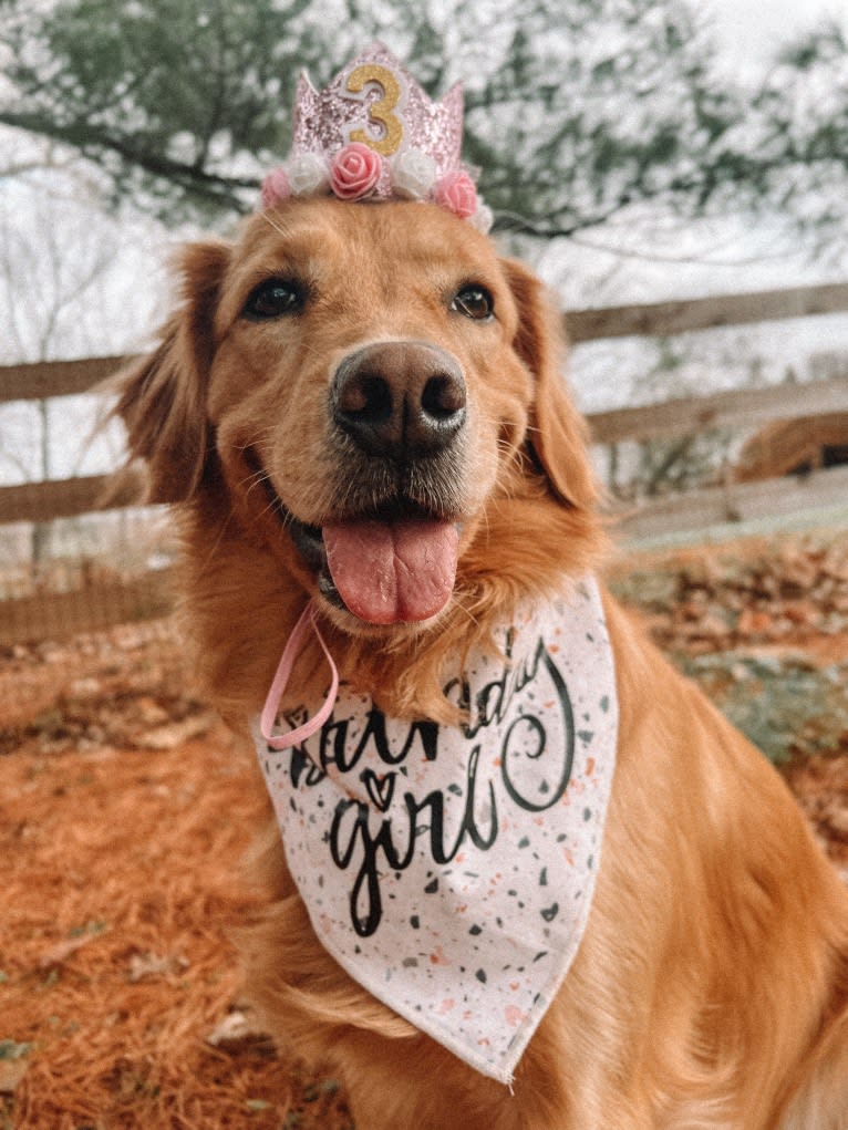 Marley, a Golden Retriever tested with EmbarkVet.com