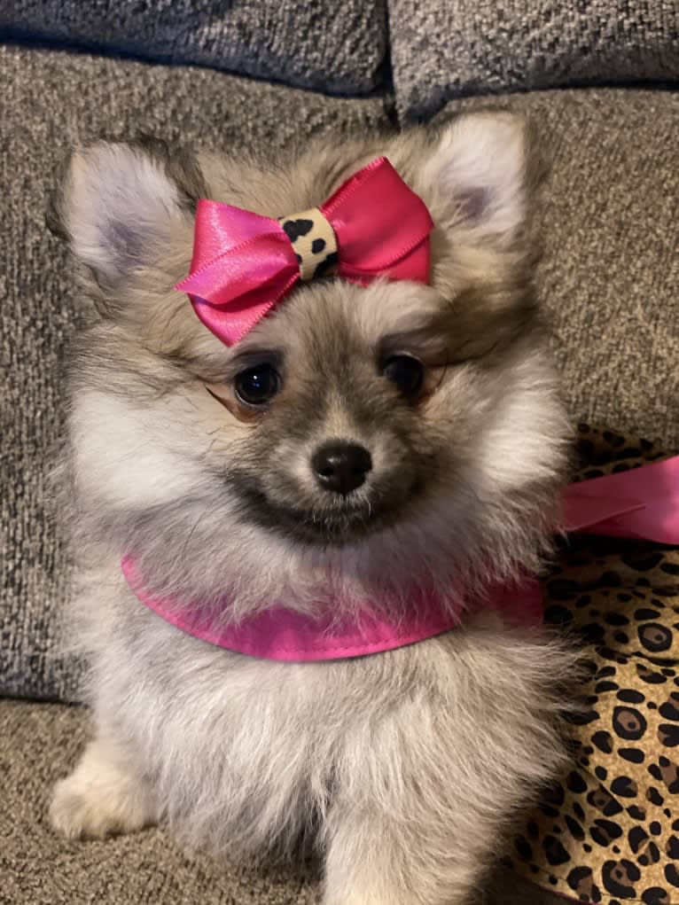 Okami, a Pomeranian tested with EmbarkVet.com