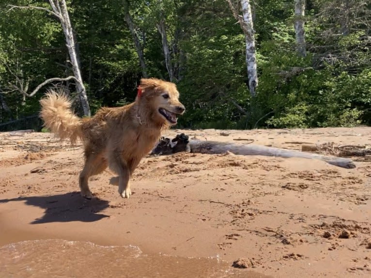 Timber “Gross Manor’s I’ll Be The One You Won’t Forget”, a Golden Retriever tested with EmbarkVet.com