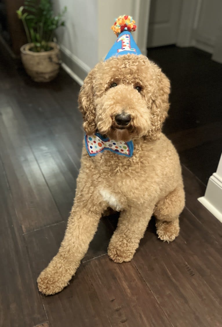 Benson, a Poodle (Standard) tested with EmbarkVet.com