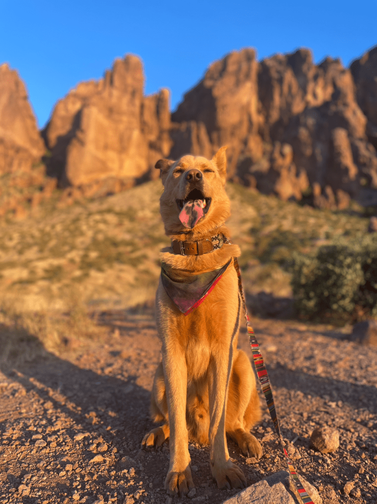 Goose, a German Shepherd Dog and Siberian Husky mix tested with EmbarkVet.com