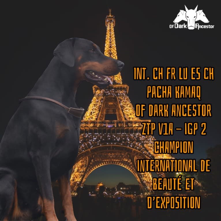 Pacha Kamaq of Dark Ancestor, a Doberman Pinscher tested with EmbarkVet.com