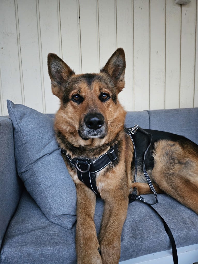 Rafael, a German Shepherd Dog (5.1% unresolved) tested with EmbarkVet.com