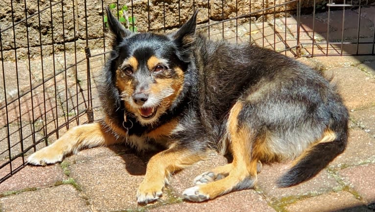 Baylee, a Yorkshire Terrier and German Shepherd Dog mix tested with EmbarkVet.com